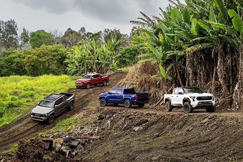 Four Toyota Tacomas driving off road